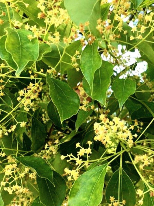 Ravintsara Essential Oil