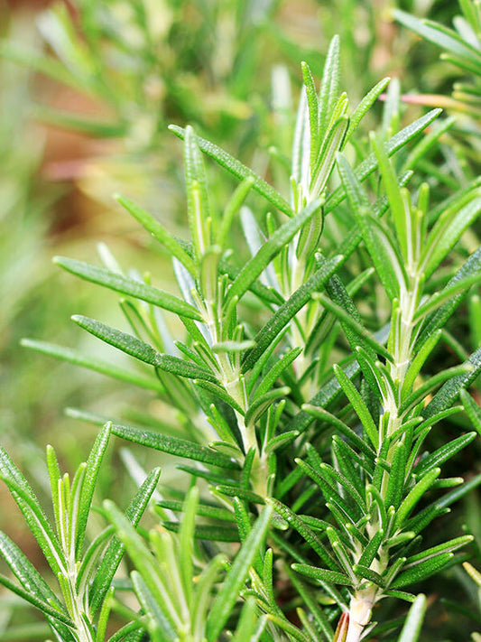 Rosemary Essential Oil