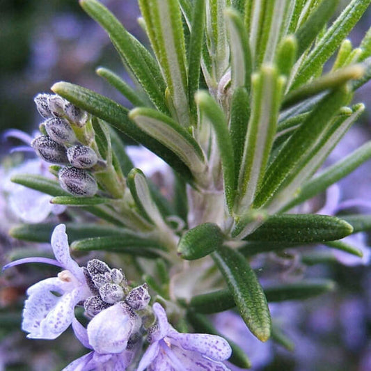 Rosemary, Verbenone Essential Oil