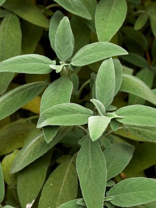 Sage Essential Oil