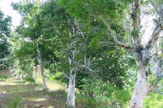 Sandalwood Essential Oil