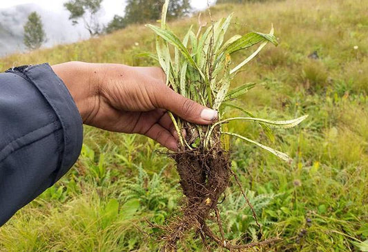 Spikenard Essential Oil