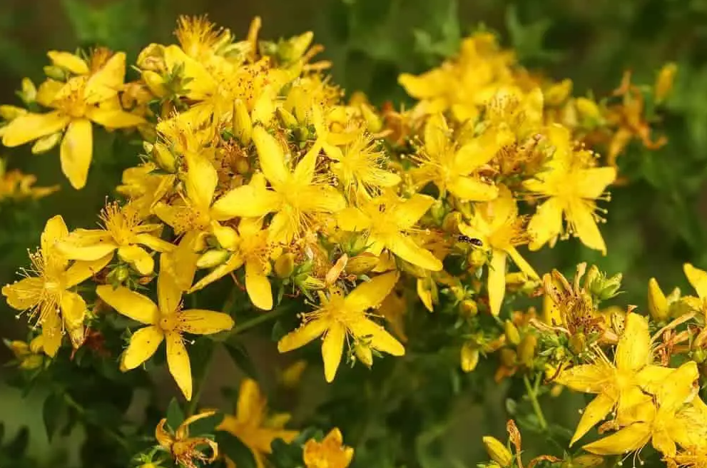 St Johns Wort Essential Oil