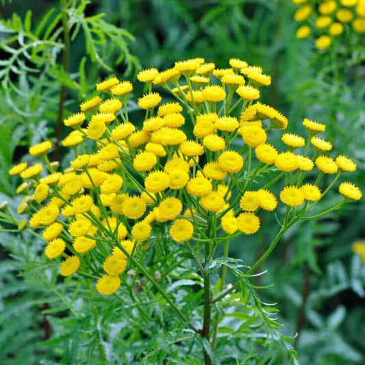 Tansy Blue Essential Oil