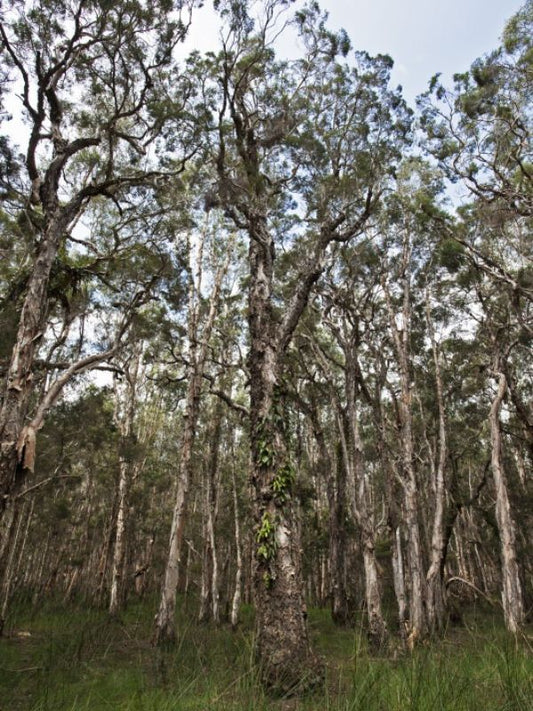 Tea Tree Essential Oil
