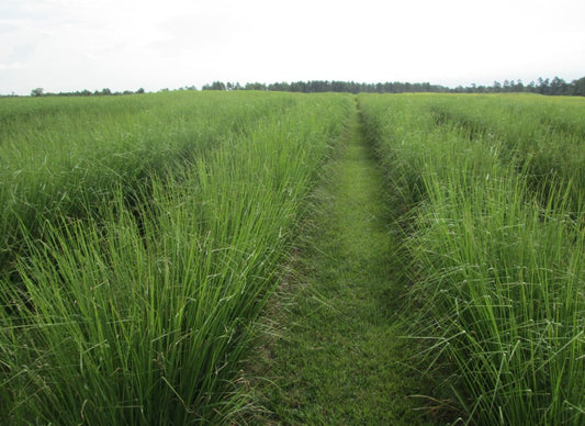 Vetiver Essential Oil